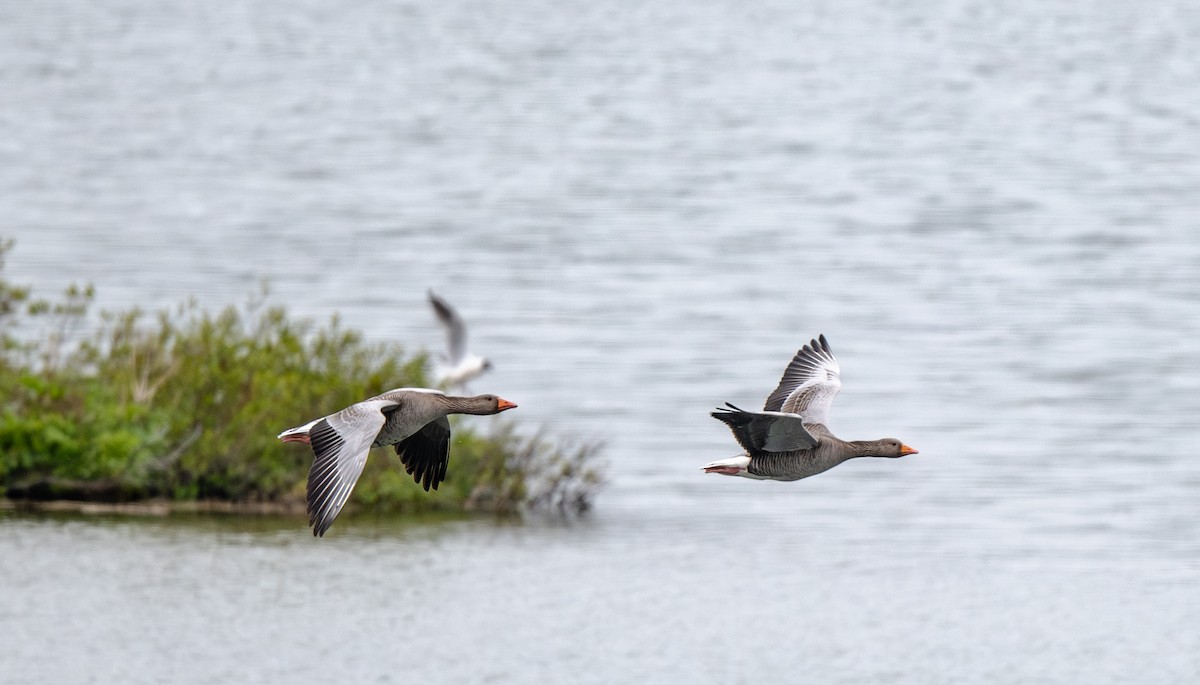 Graylag Goose - ML639080111