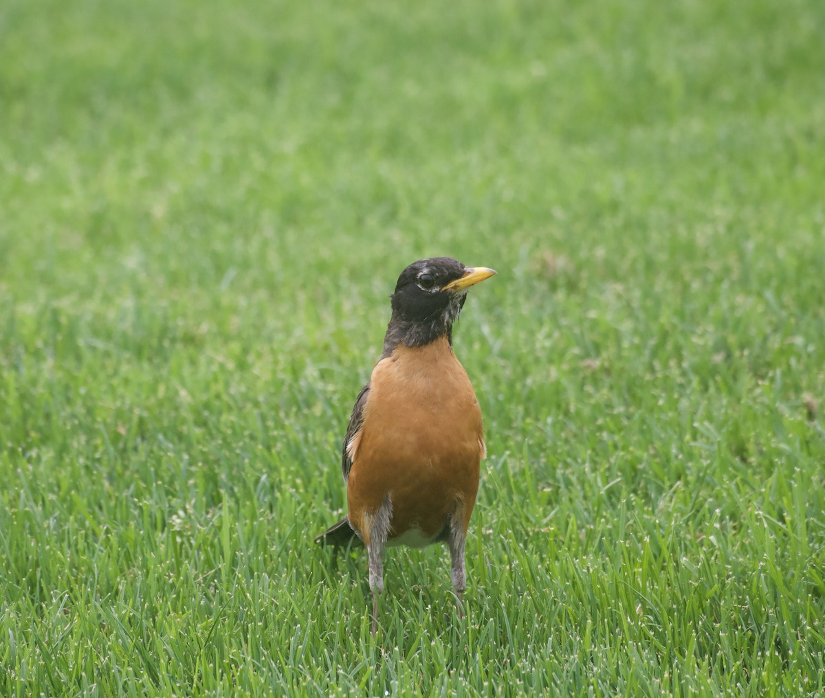 American Robin - ML639080150