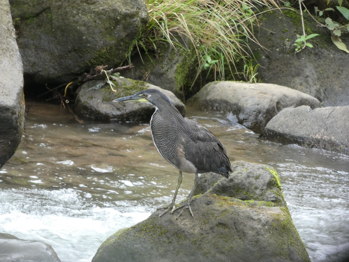 bukač proužkovaný - ML639080190