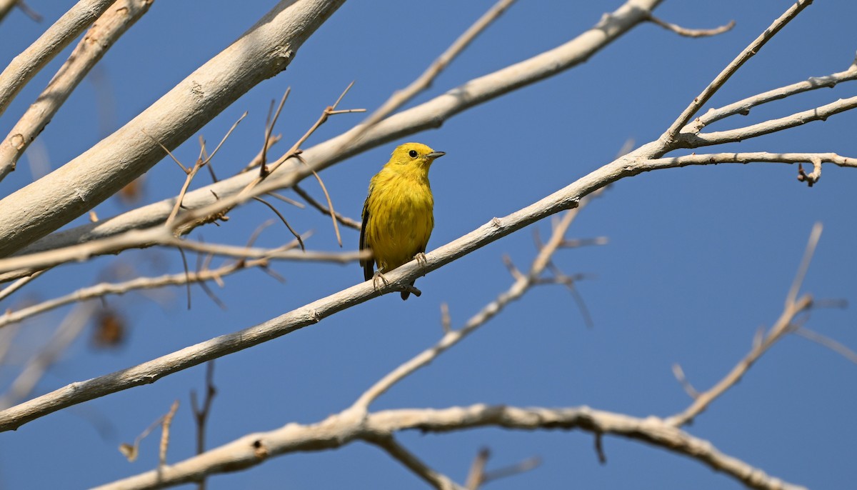 Yellow Warbler - ML639080216