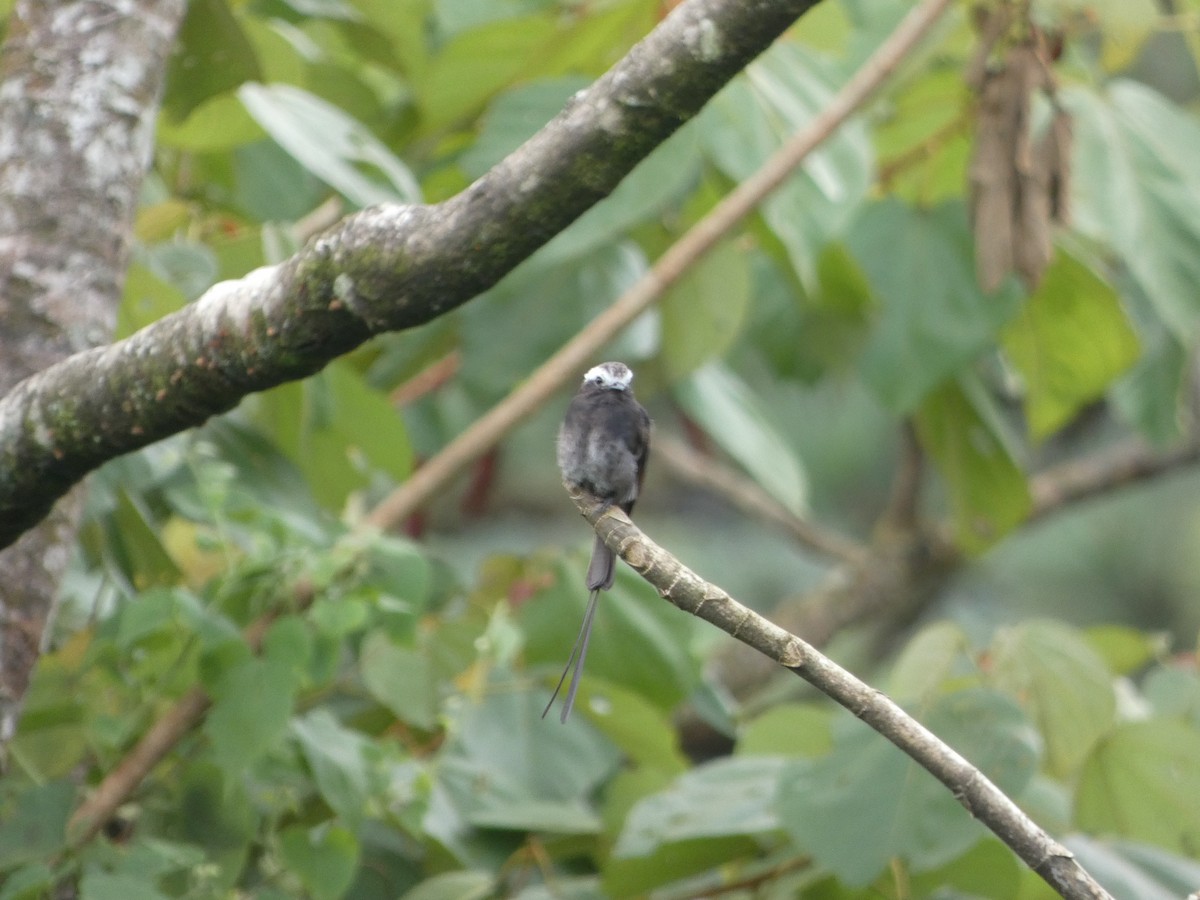 Long-tailed Tyrant - ML639080237