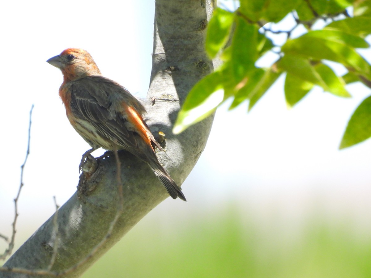 House Finch - ML639080238