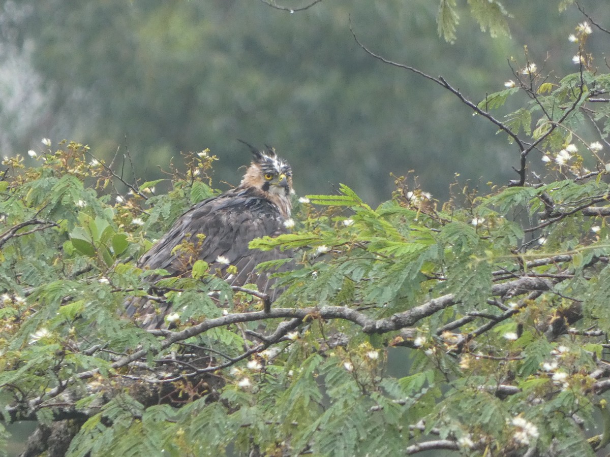 orel zdobený - ML639080240