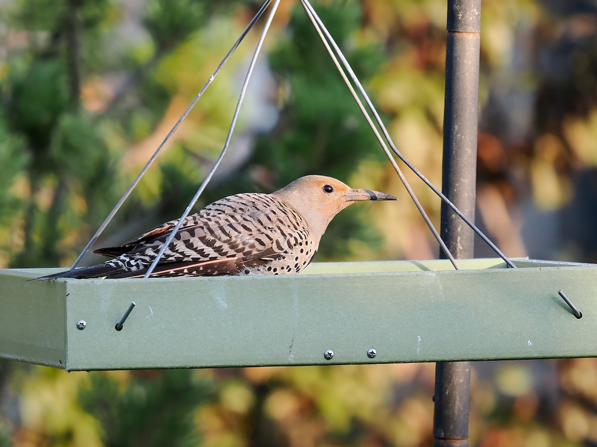 Northern Flicker - ML639080310