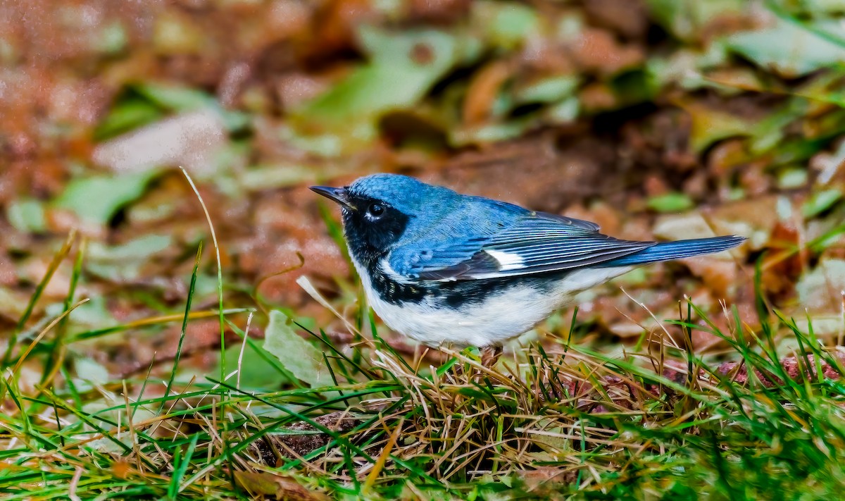 Black-throated Blue Warbler - ML639080340