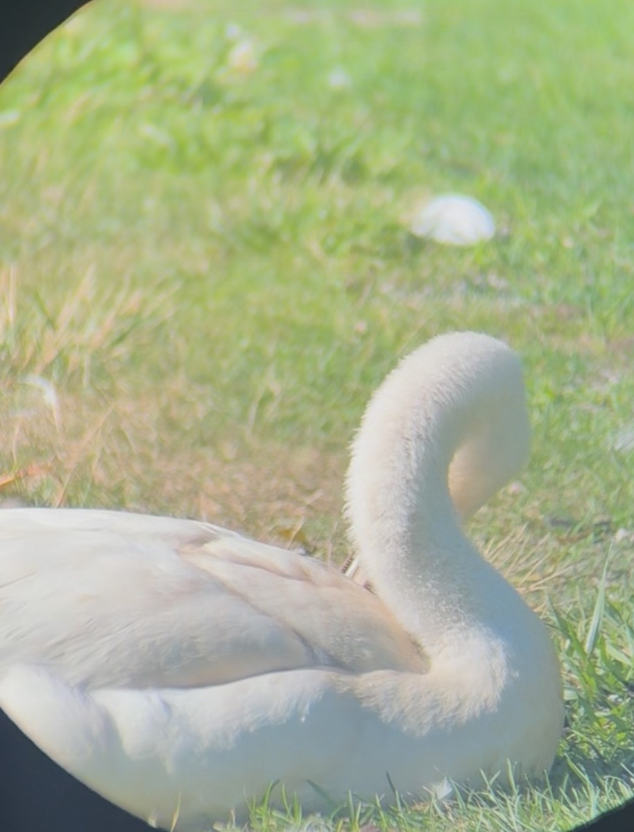 Mute Swan - ML639080362