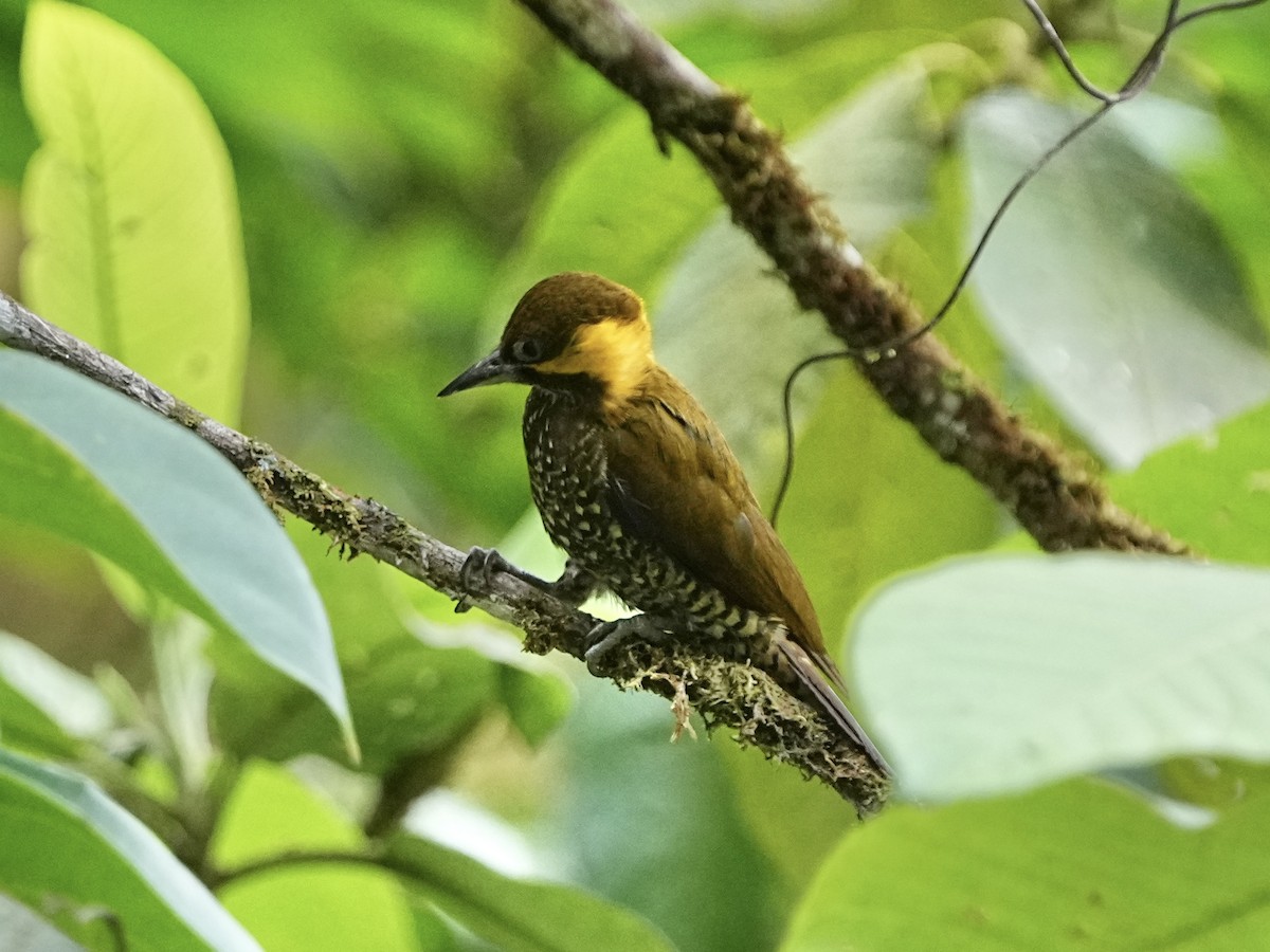 Lita Woodpecker - ML639080393