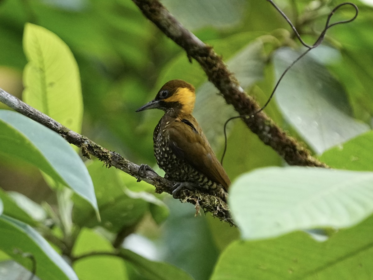 Lita Woodpecker - ML639080395