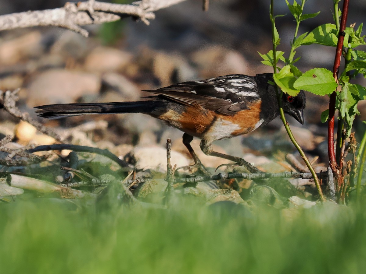 Spotted Towhee - ML639080432