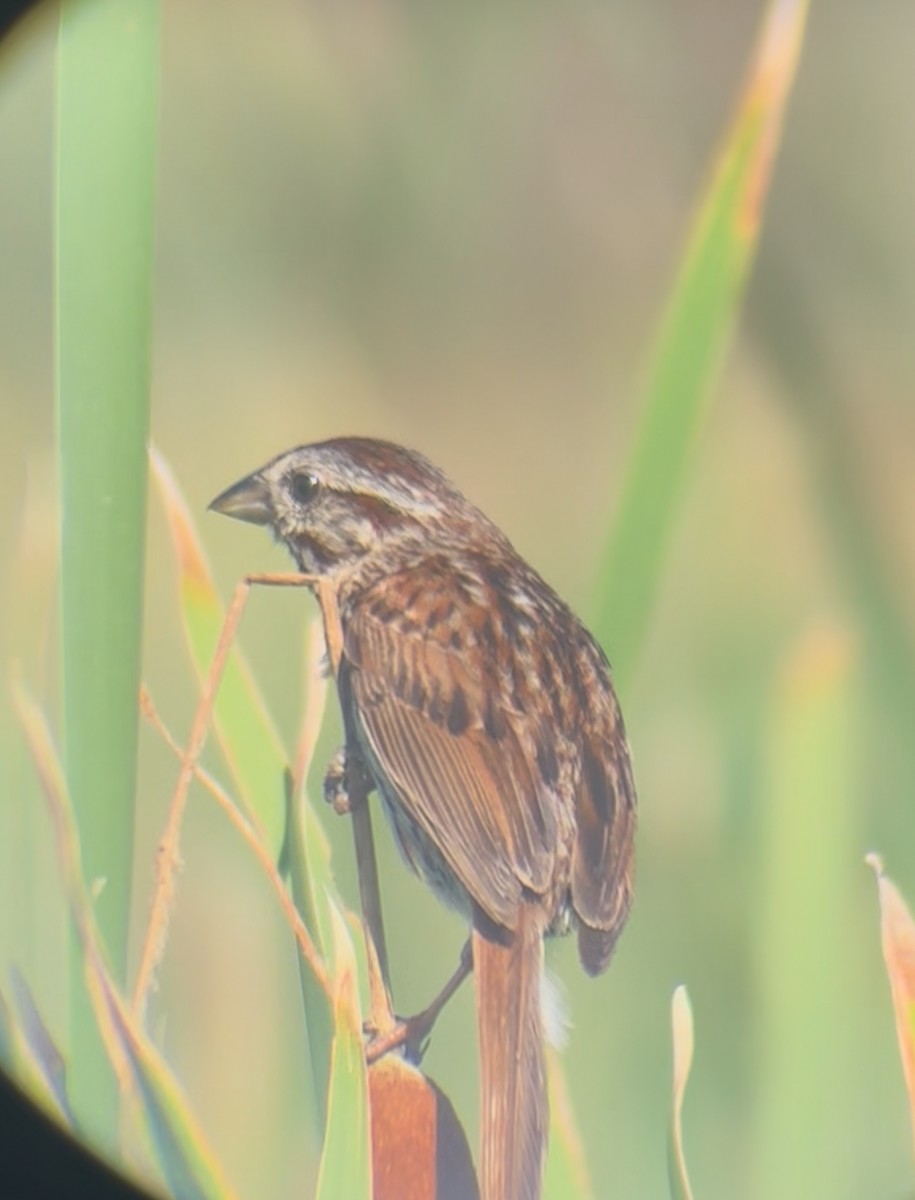 Song Sparrow - ML639080483