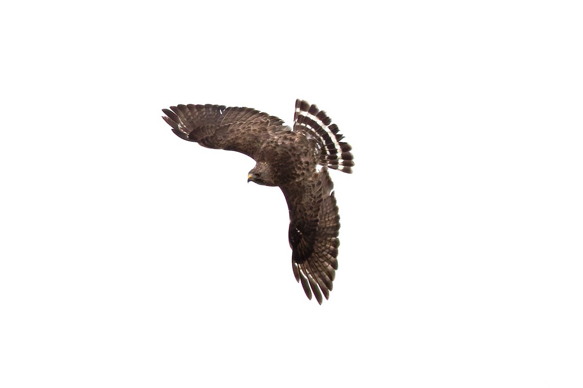 Broad-winged Hawk - ML639080535