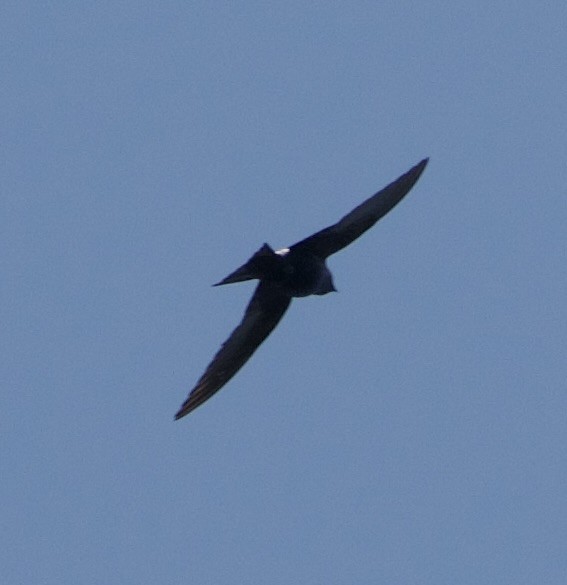 Purple Martin - ML639080565