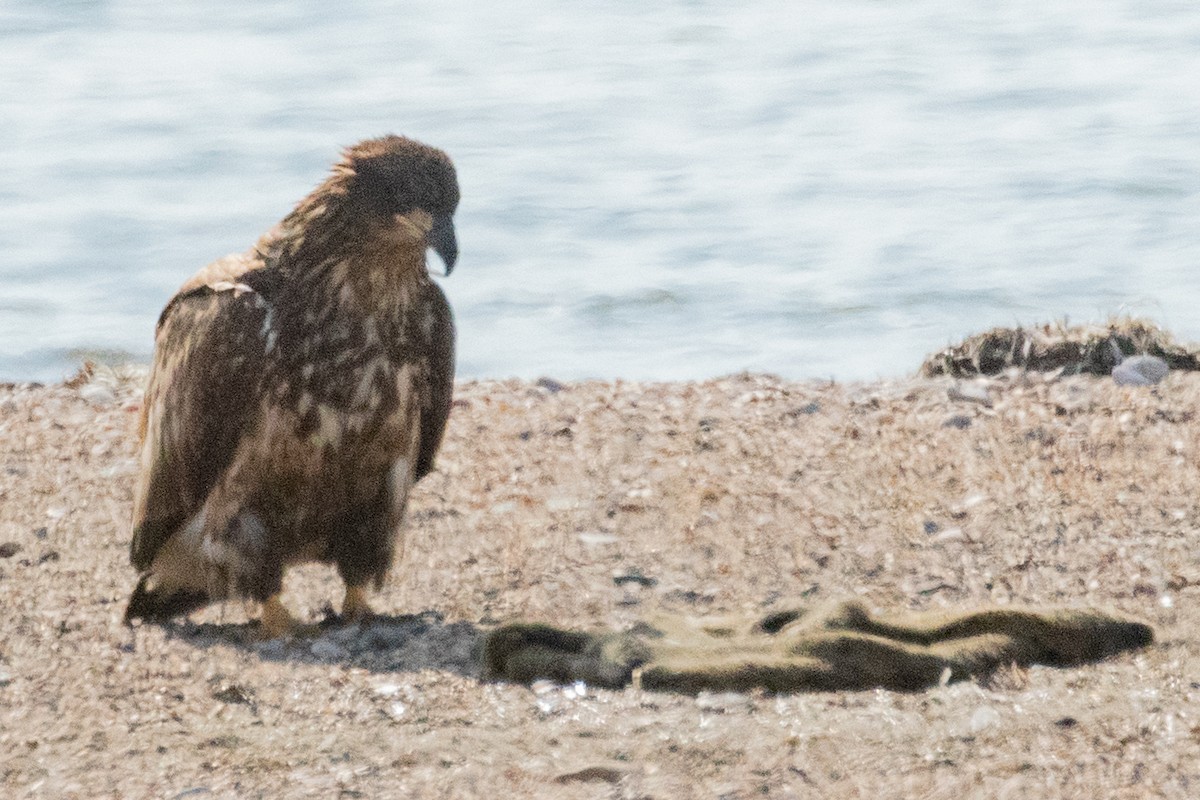 Bald Eagle - ML639080567