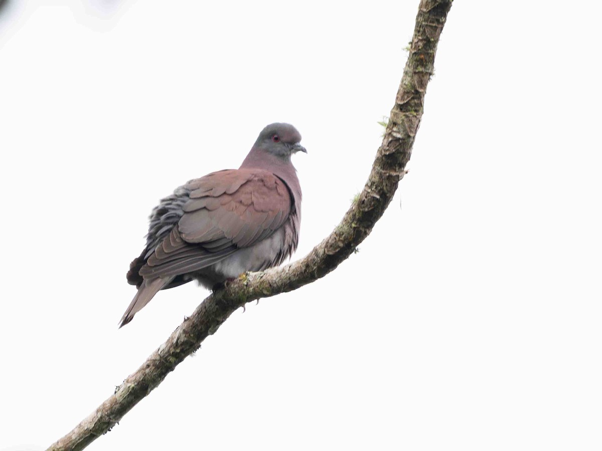 Pale-vented Pigeon - ML639080568