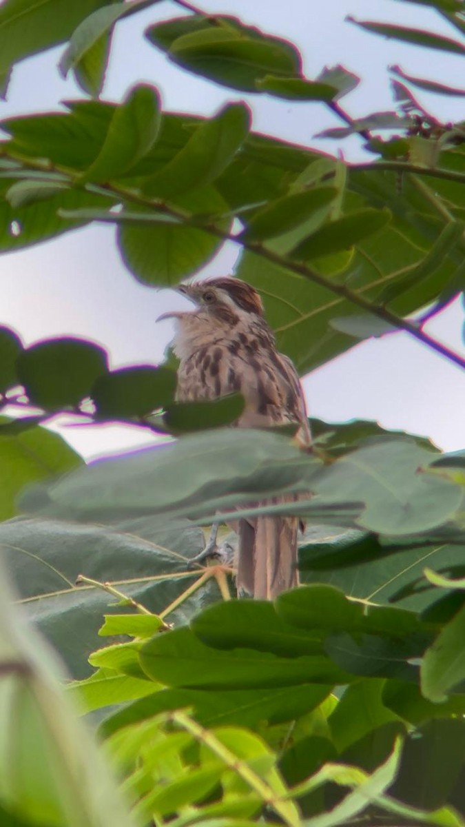 Striped Cuckoo - ML639080570