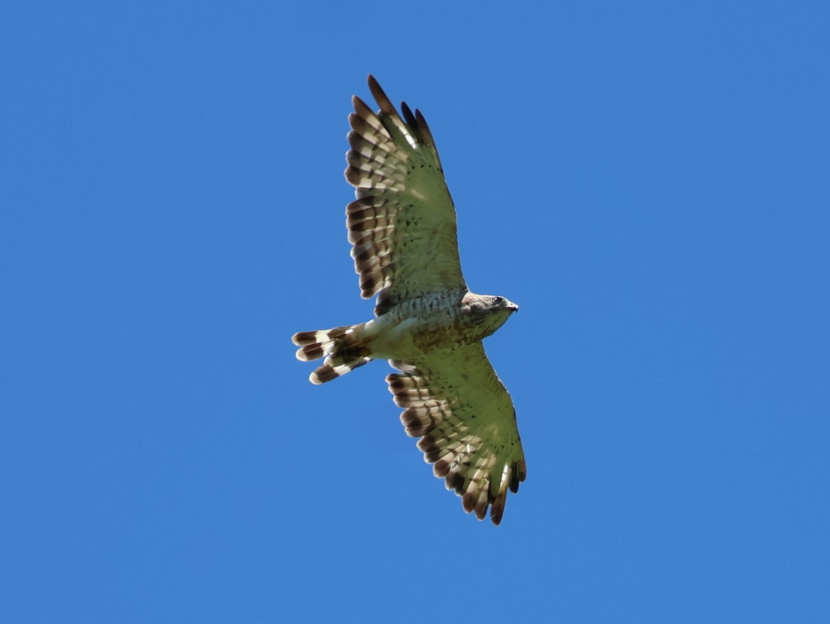 Broad-winged Hawk - ML639080644