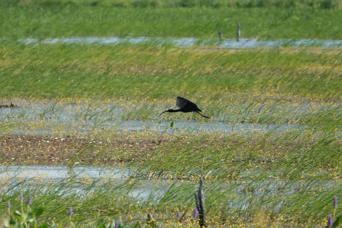 White-faced Ibis - ML639080706