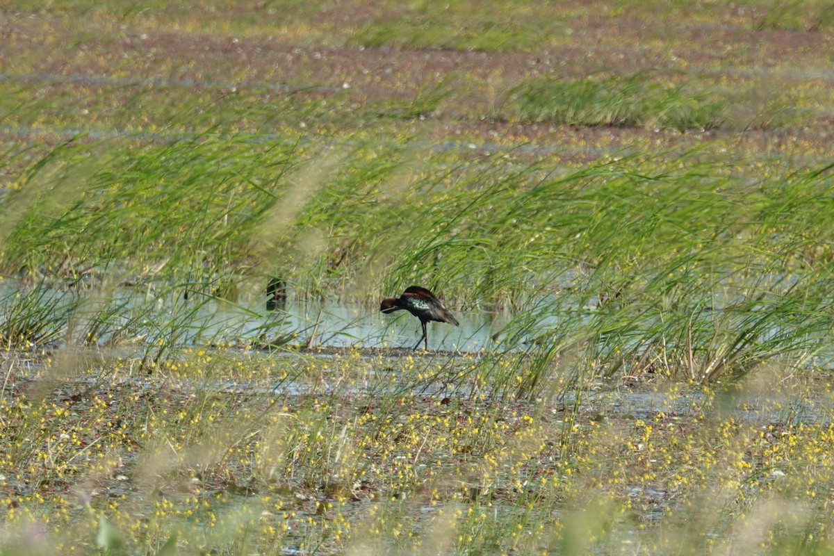 White-faced Ibis - ML639080707