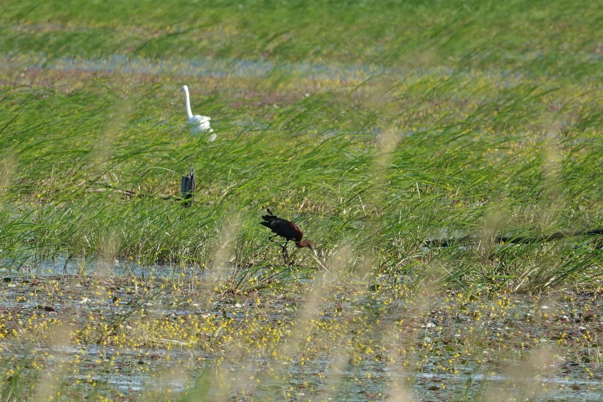 White-faced Ibis - ML639080708