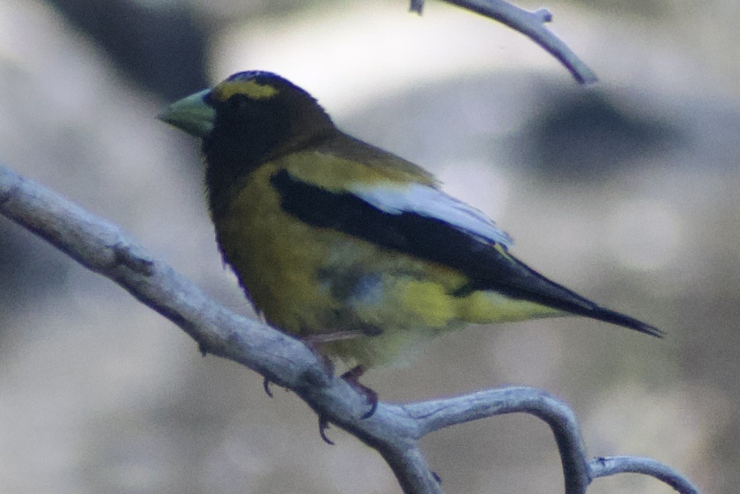 Evening Grosbeak - ML639080803