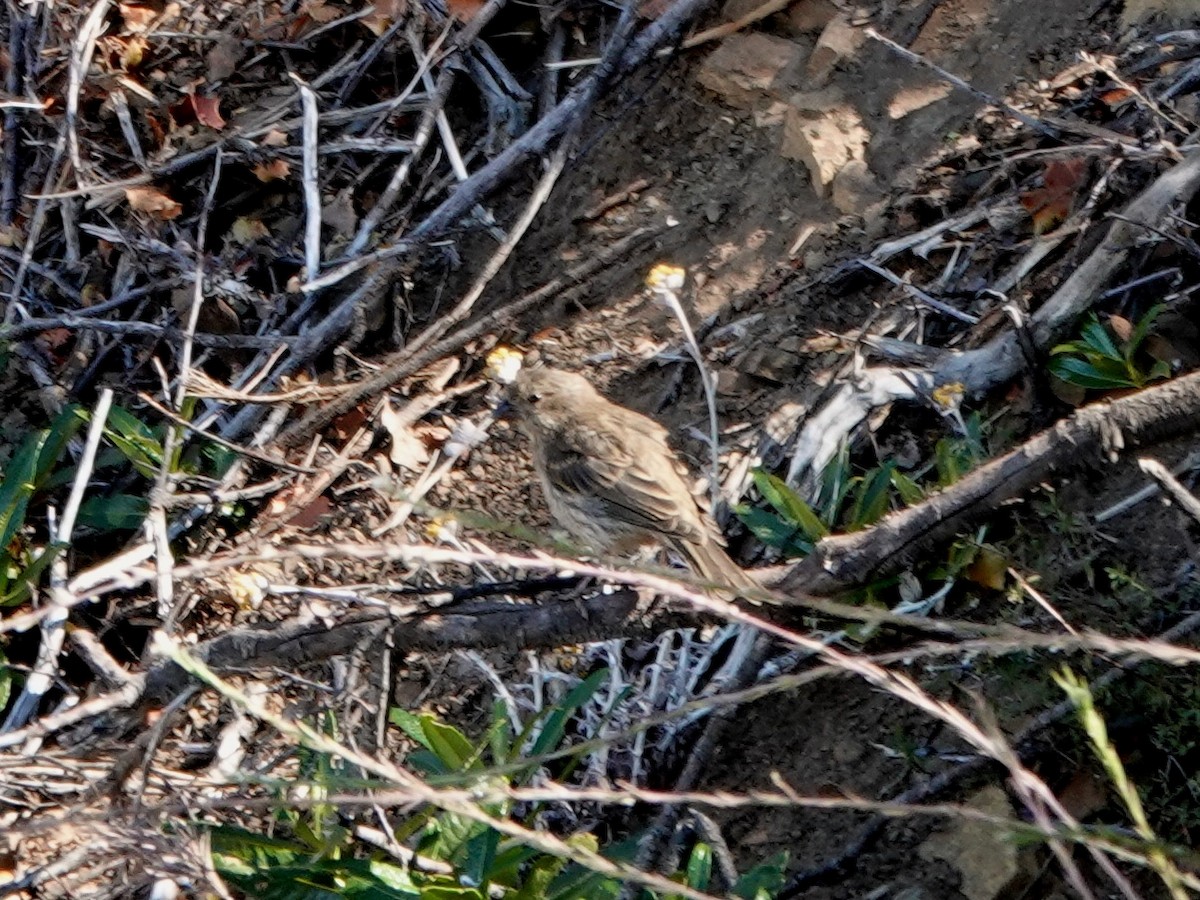 House Finch - ML639080822
