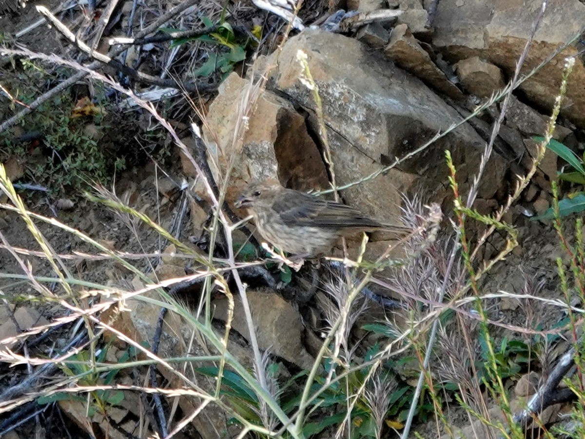 House Finch - ML639080823