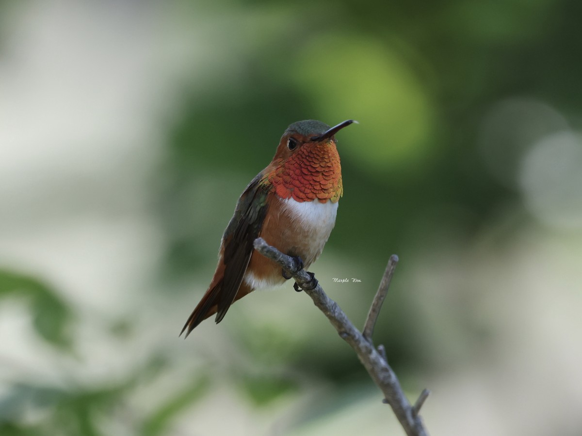 Allen's Hummingbird - ML639080825