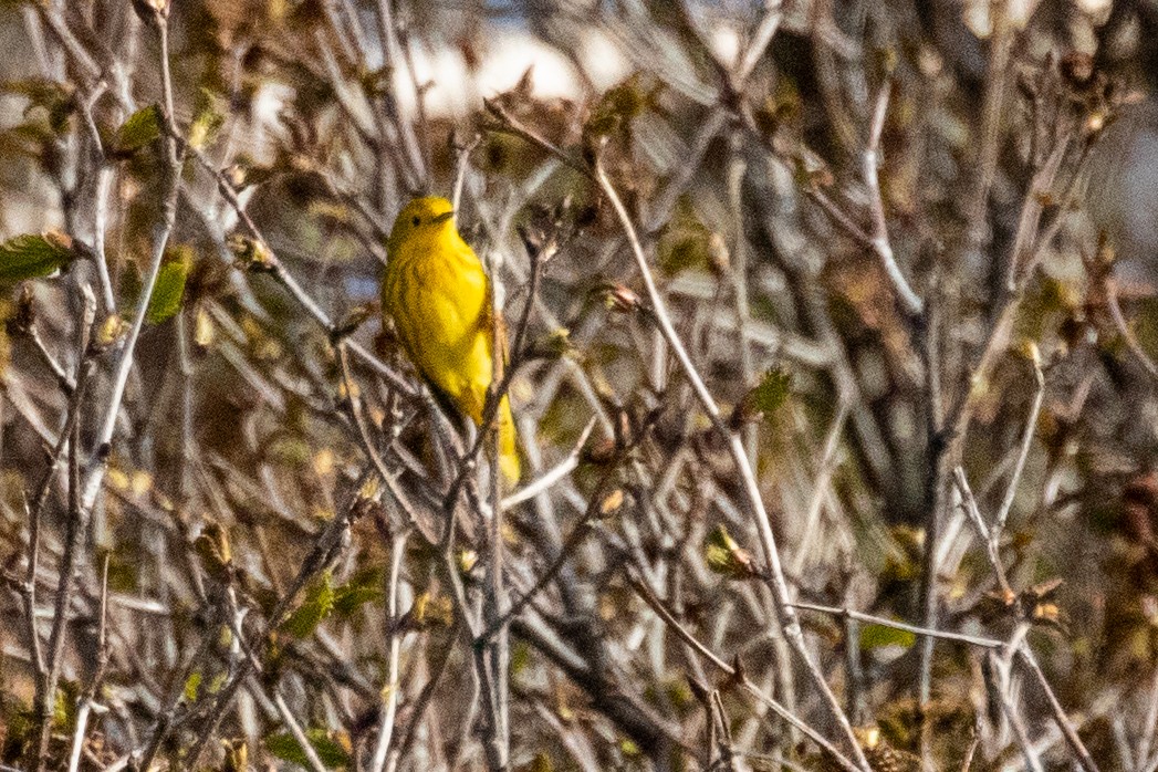 Yellow Warbler - ML639080844