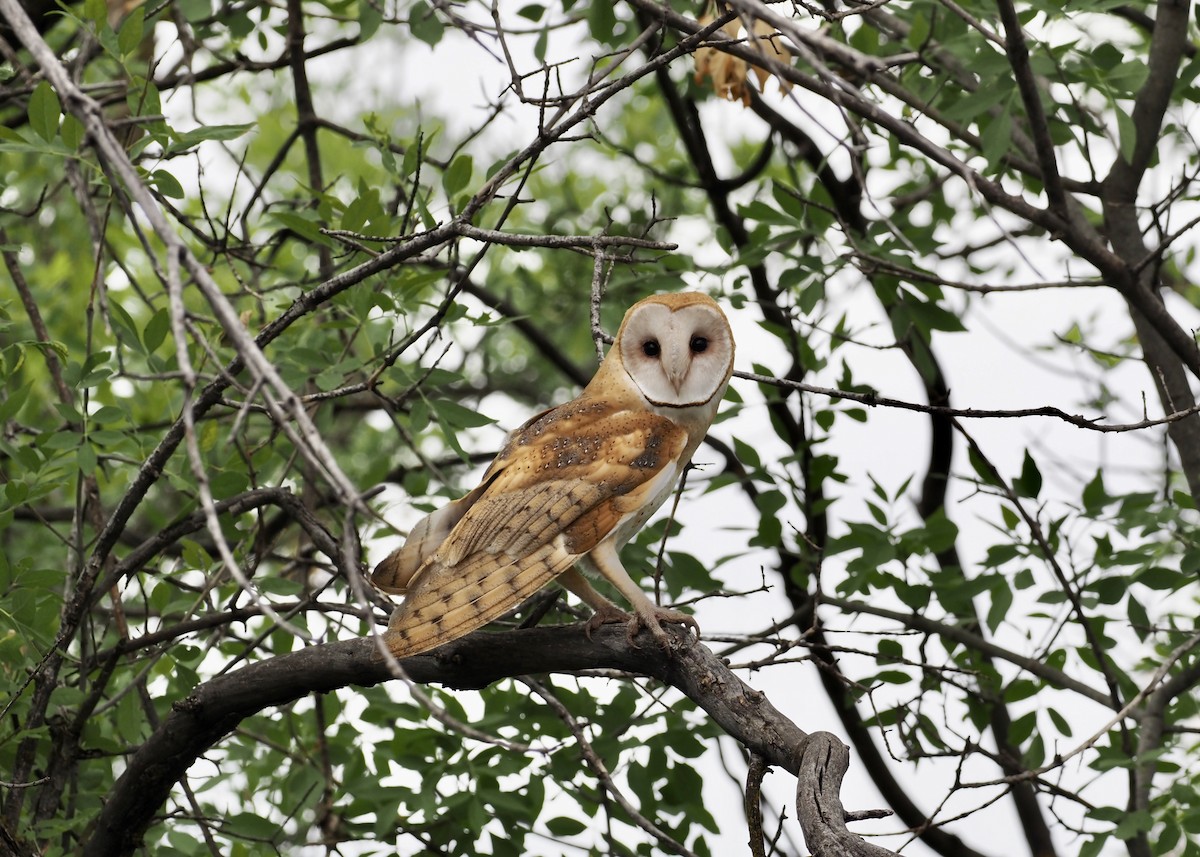 American Barn Owl (American) - ML639080871