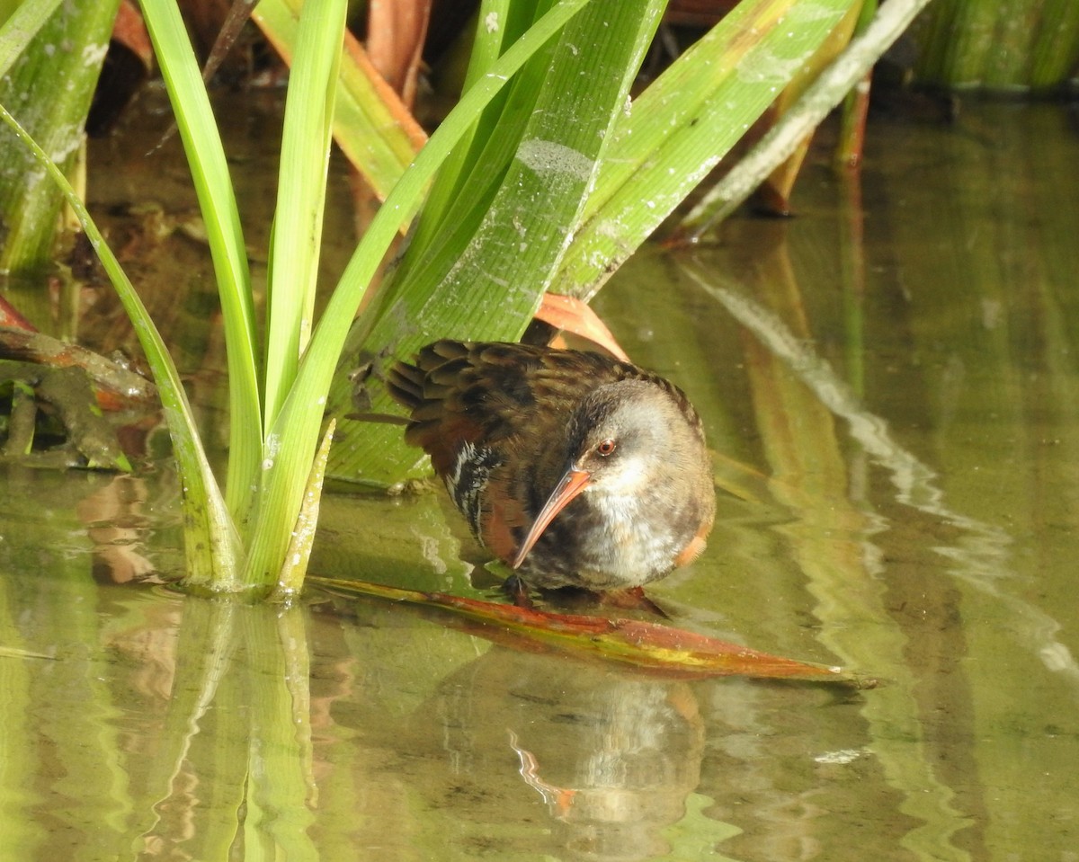 Virginia Rail - ML639080873