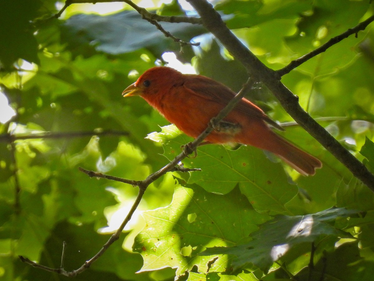 Summer Tanager - ML639080951