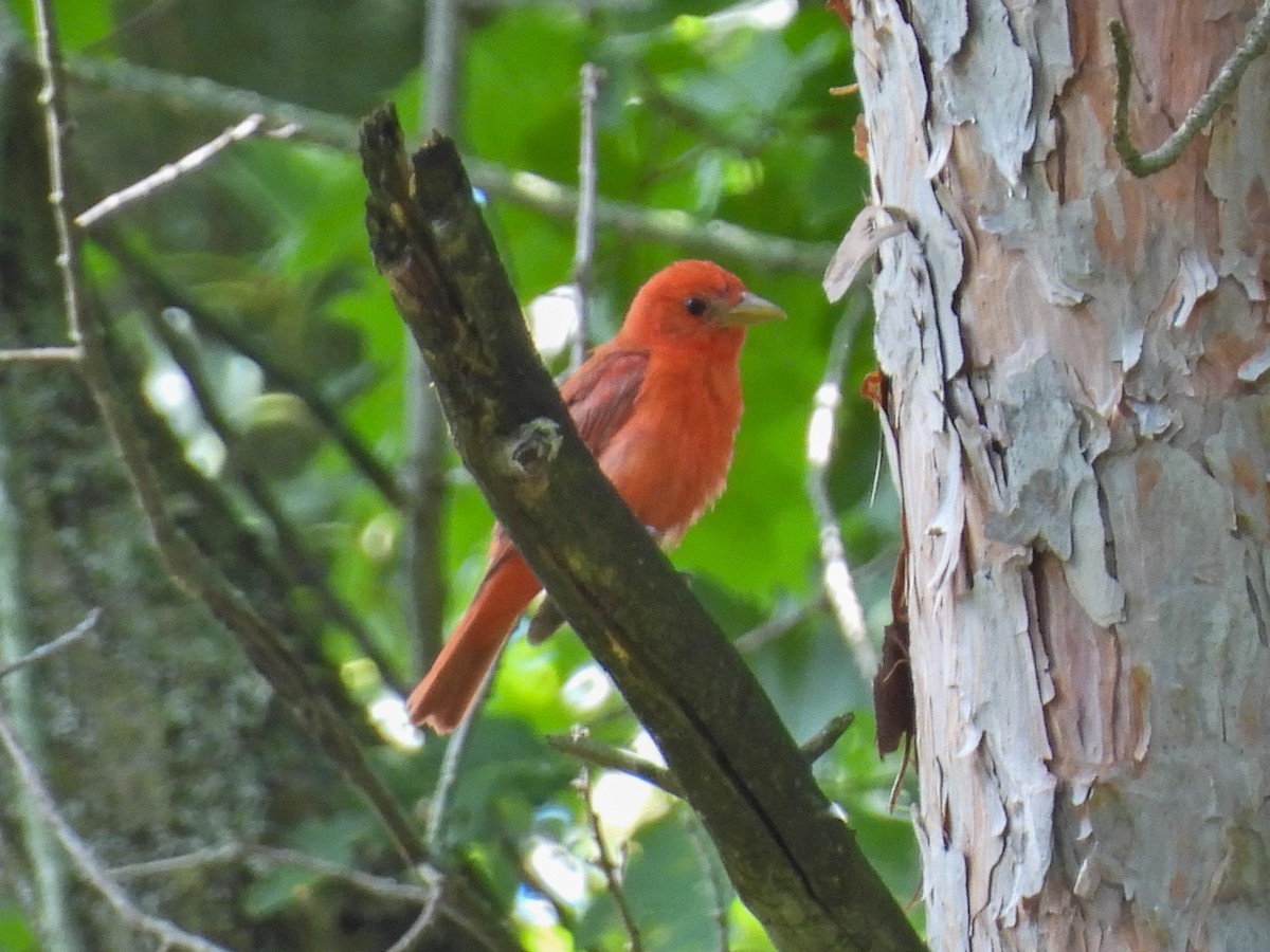 Summer Tanager - ML639080955