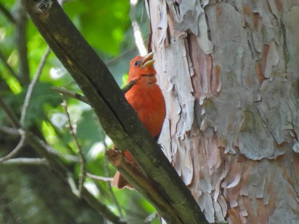 Summer Tanager - ML639080958