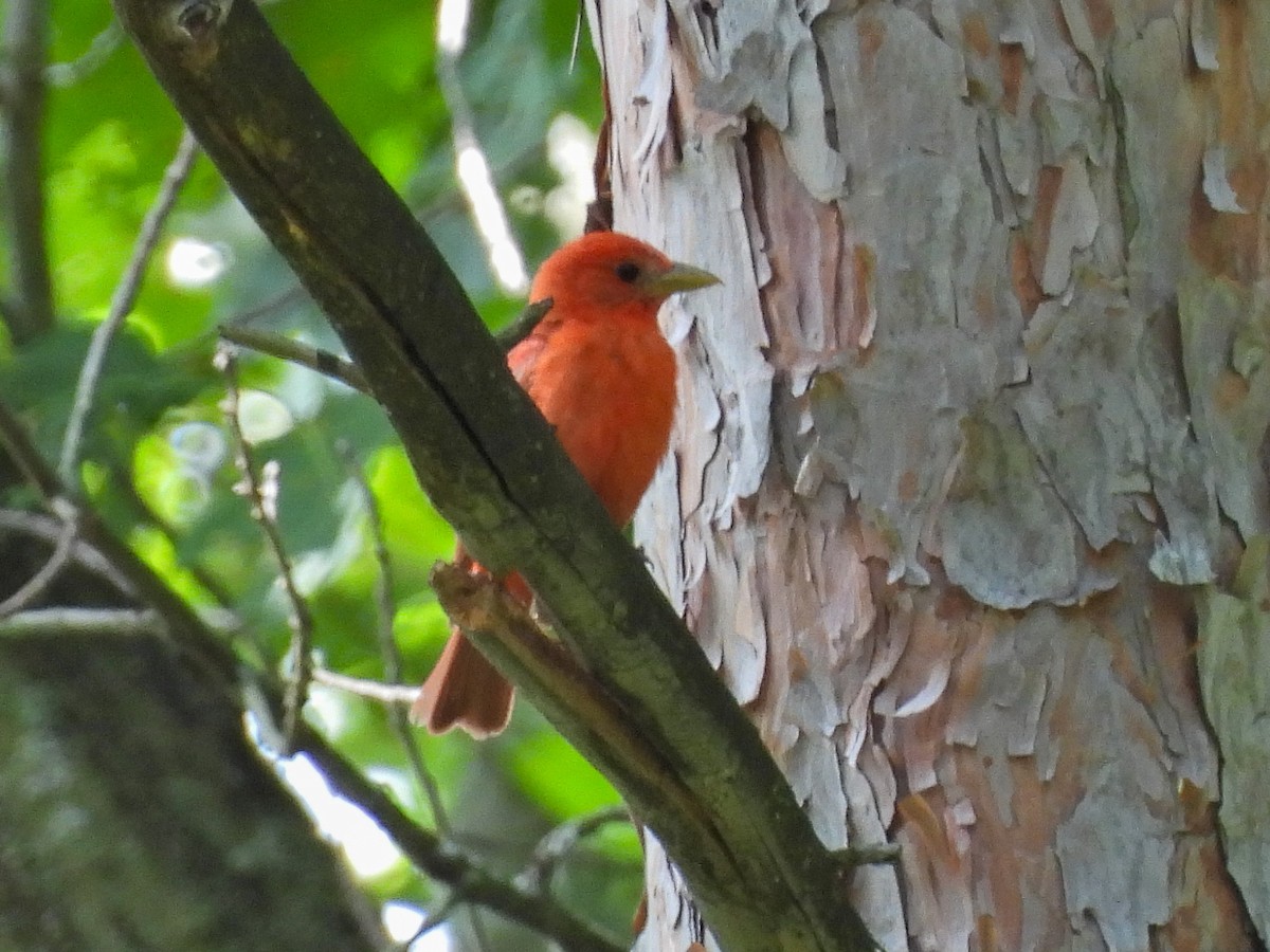 Summer Tanager - ML639080959