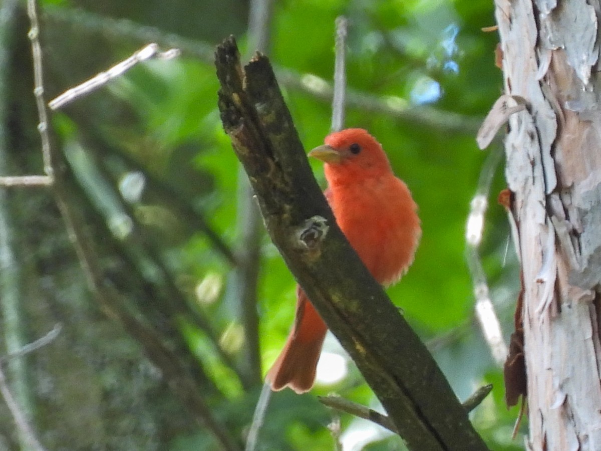 Summer Tanager - ML639080960