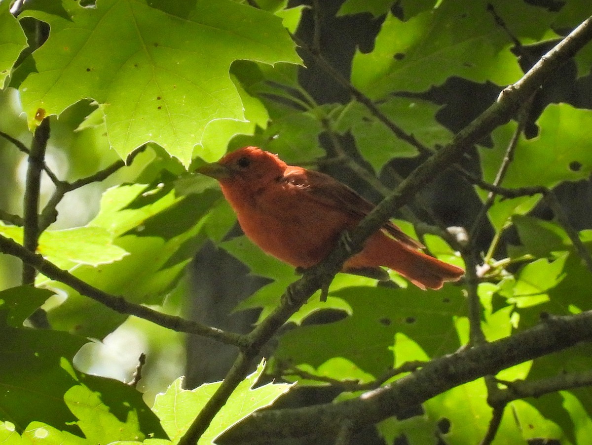 Summer Tanager - ML639080961