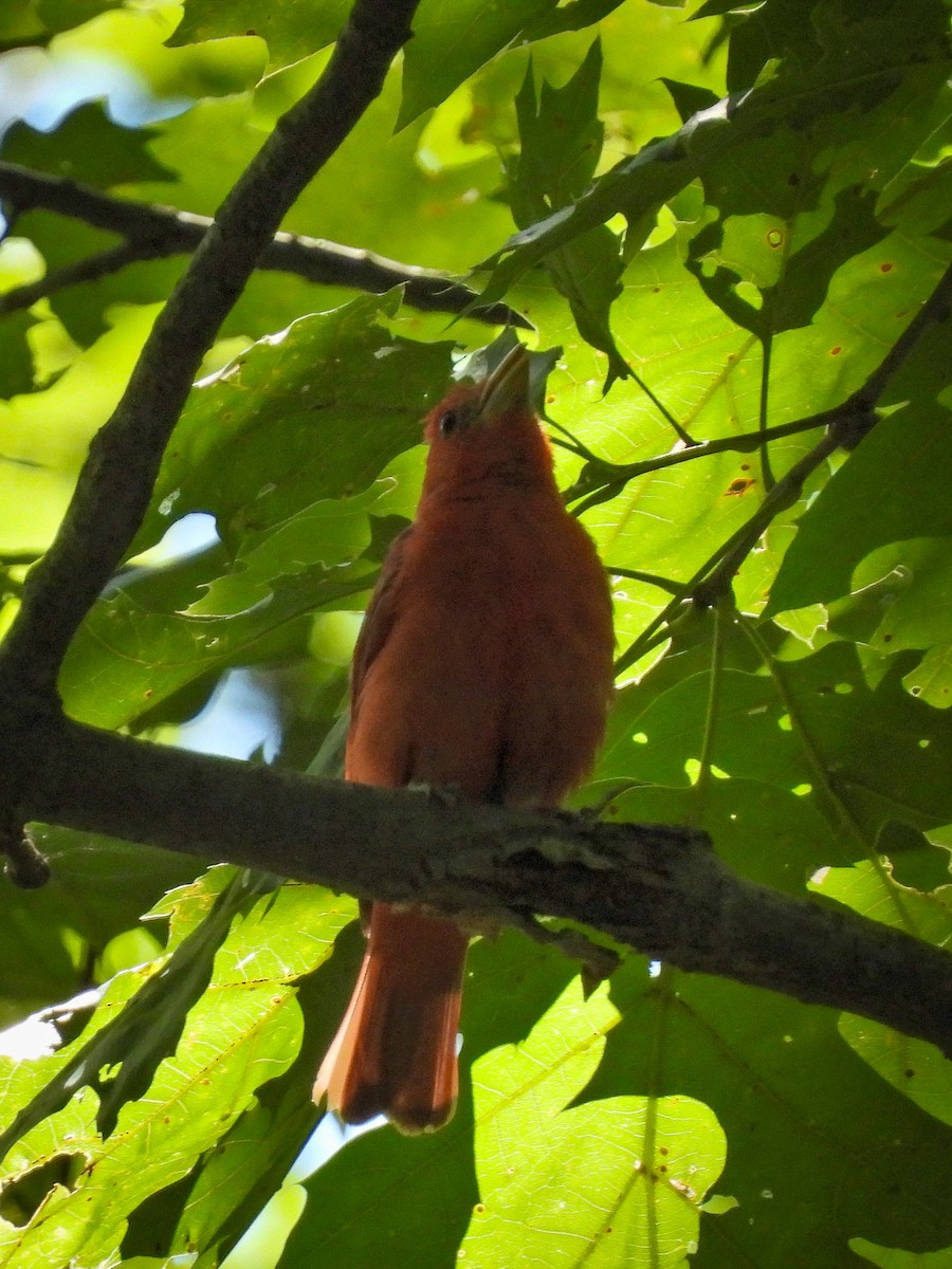 Summer Tanager - ML639080962