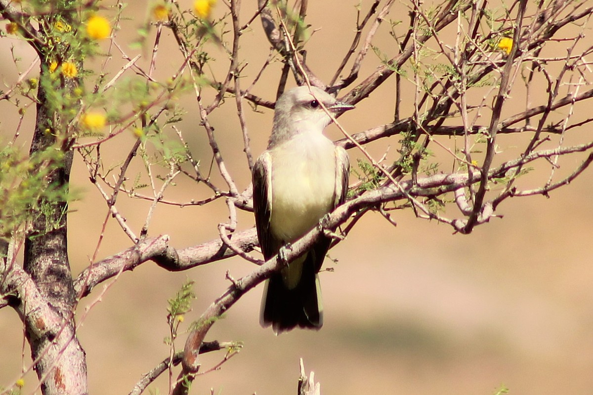 Schmalschnabel-Königstyrann - ML639080984