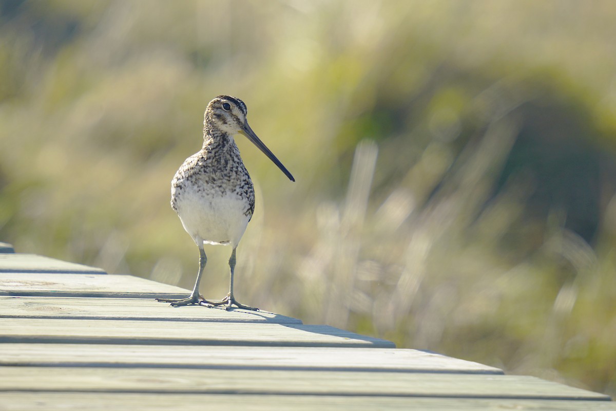 Pantanal Snipe - ML639081006