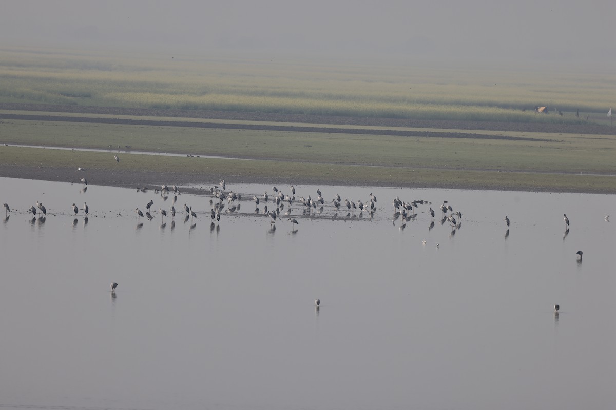 Caspian Tern - ML639081063