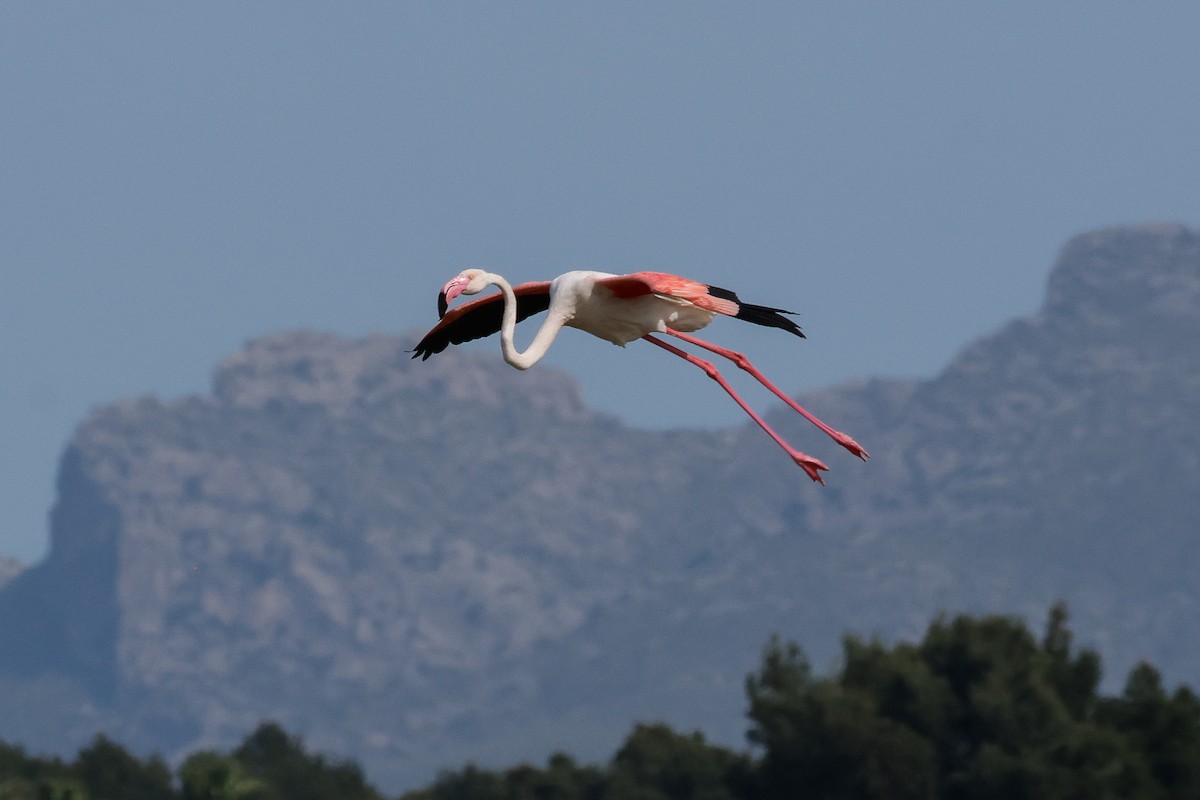Flamant rose - ML639081076