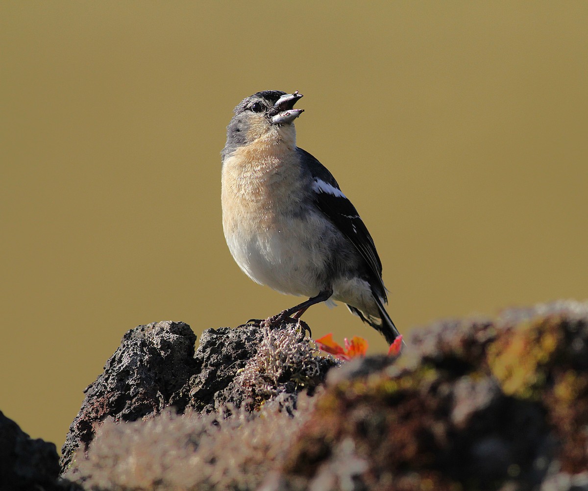 Pinson des Açores - ML639081096