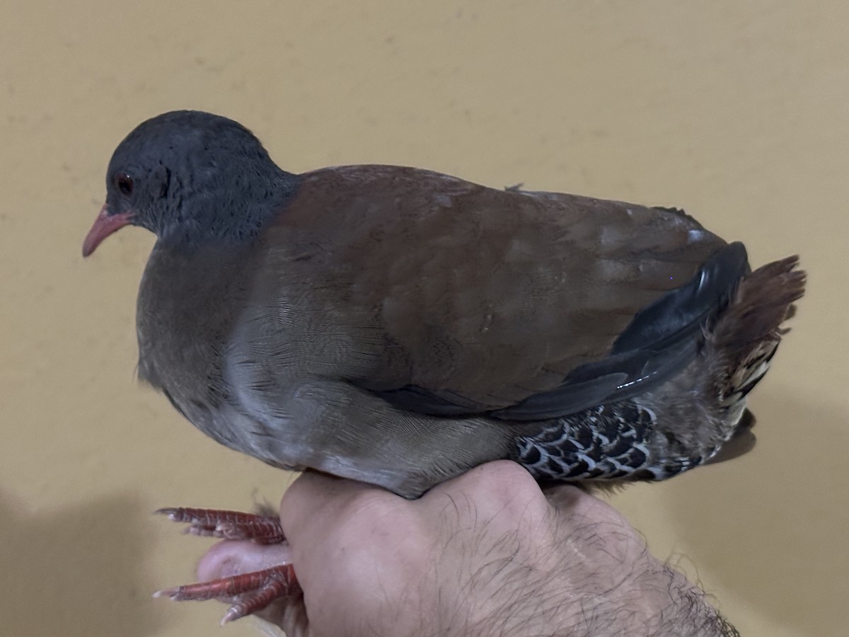 Tinamou à petit bec - ML639081114