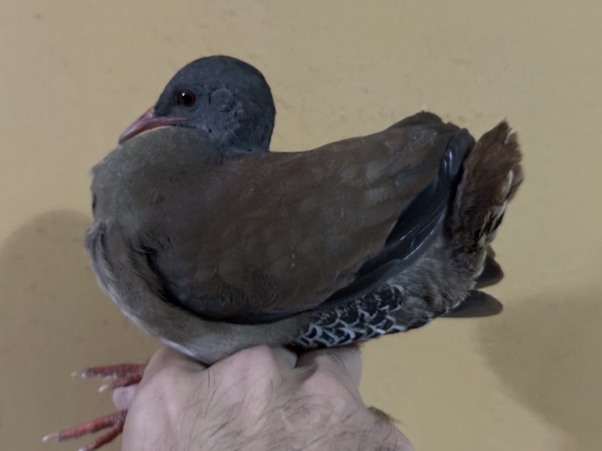 Tinamou à petit bec - ML639081115