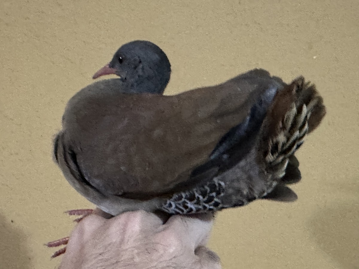 Tinamou à petit bec - ML639081116