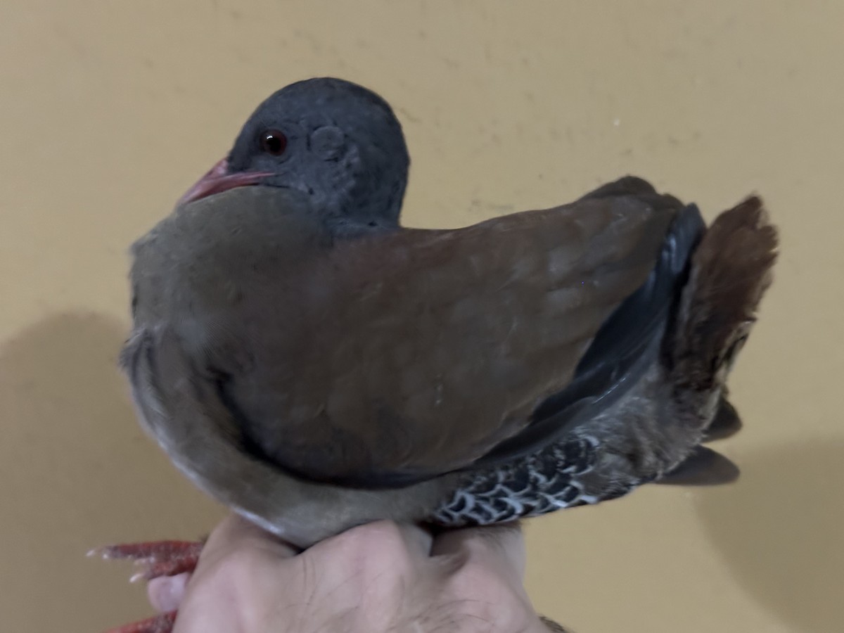 Tinamou à petit bec - ML639081117