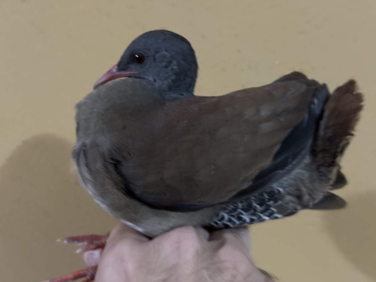Tinamou à petit bec - ML639081118