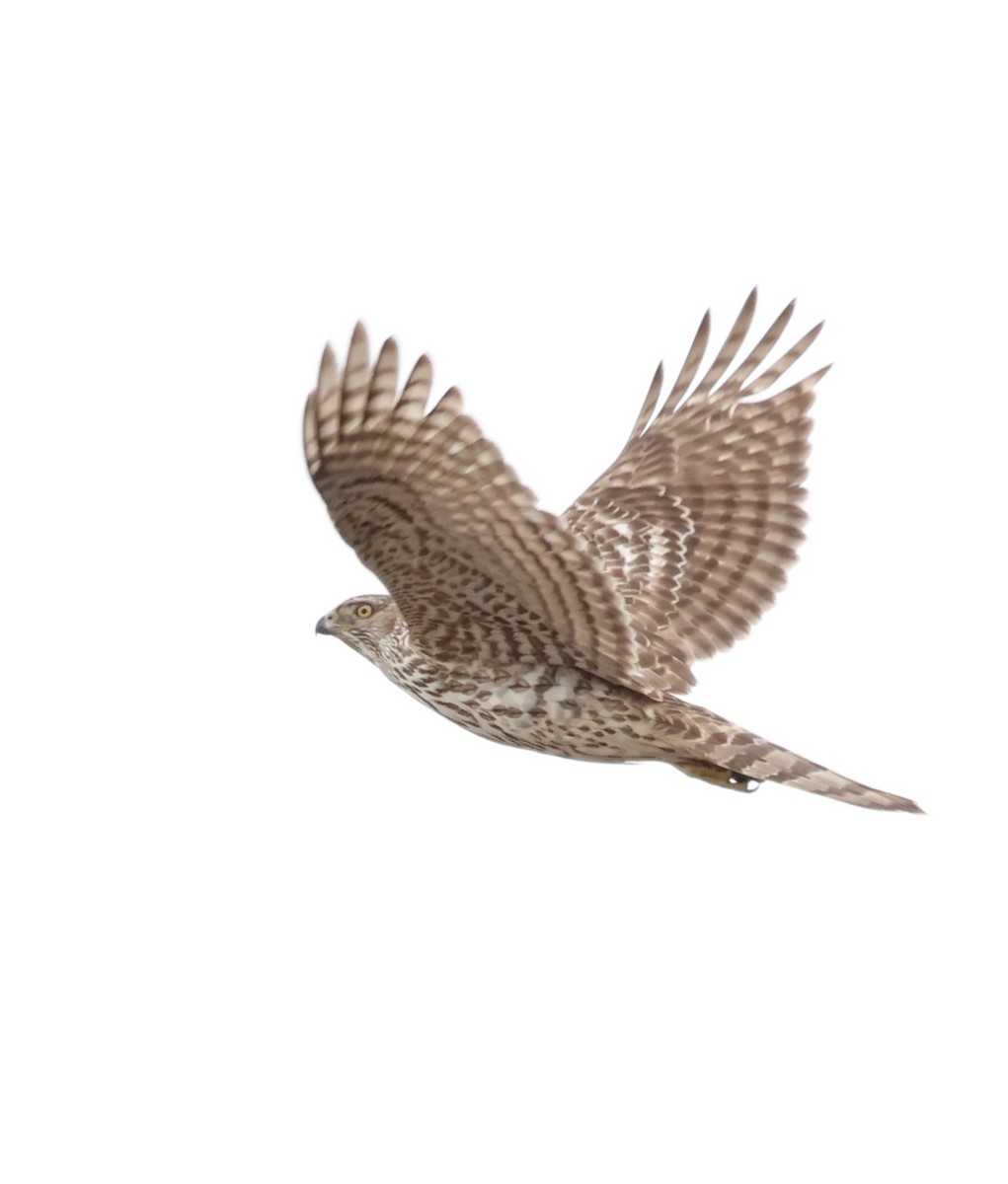 American Goshawk - ML639081158