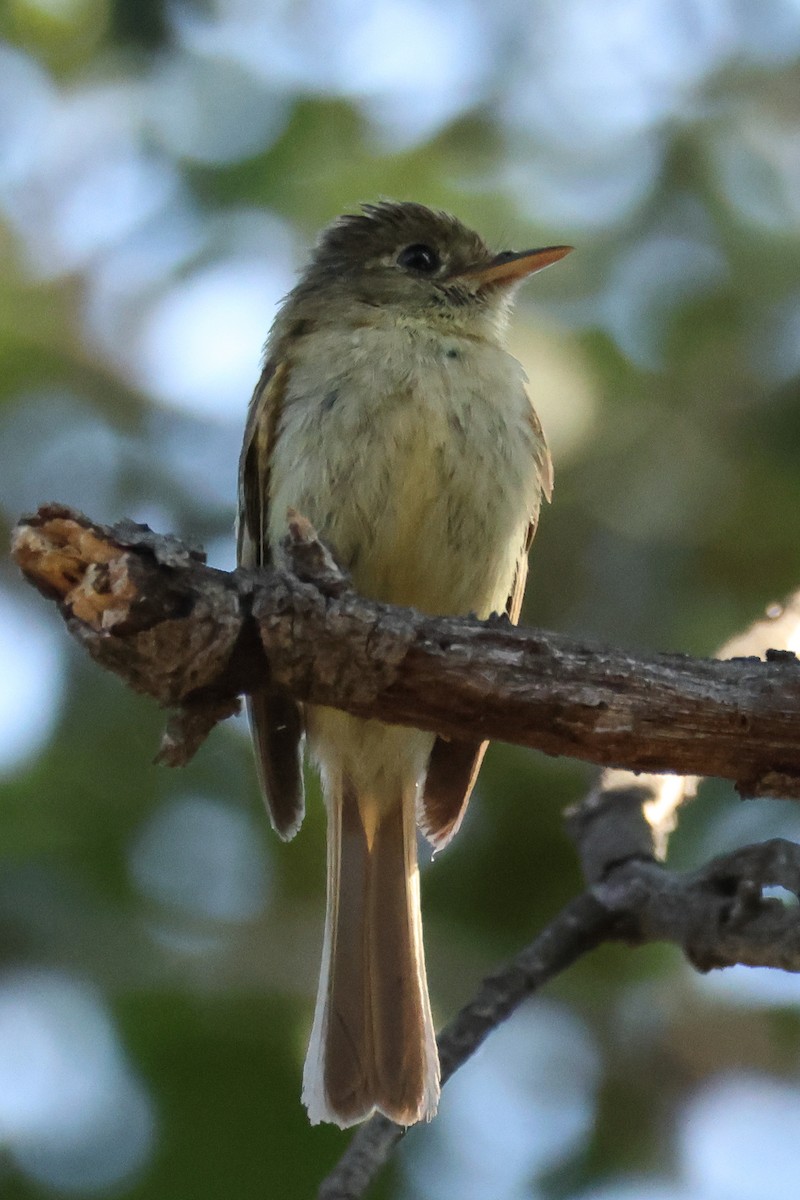 Western Flycatcher (Pacific-slope) - ML639081161