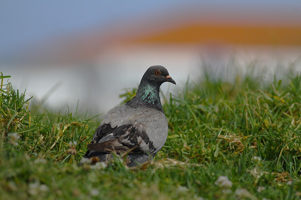 Rock Pigeon (Feral Pigeon) - ML639081188